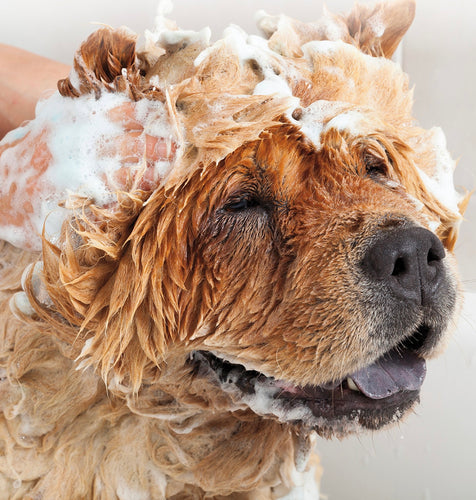 Dog Shampoo